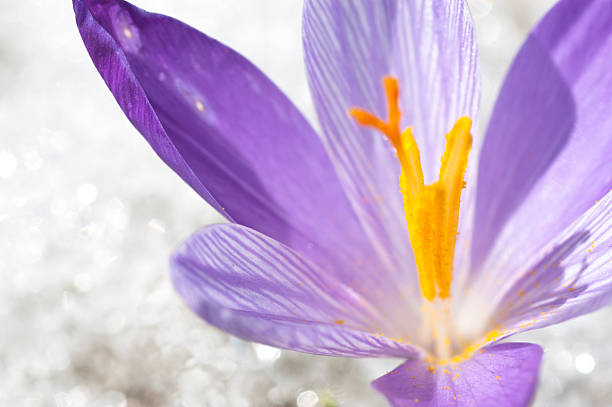 Closeup of Early Spring Crocus on Thawing Snow Background "Ultra-closeup of Crocus longiflorus, flowering crocus amid thawing snow. Very shallow depth of field" crocus tommasinianus stock pictures, royalty-free photos & images
