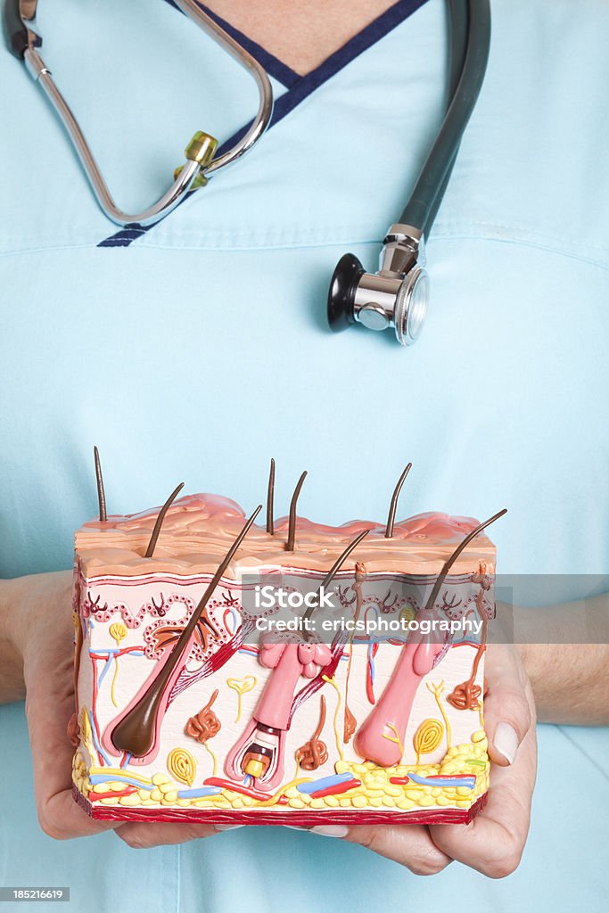 Human skin model A nurse holding an anatomical model of human skin with hair. Doctor Stock Photo