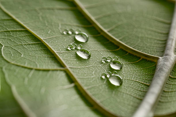 tiny water drop footprints on leaf four tiny water drop footprints on fresh green leaf close up carbon footprint stock pictures, royalty-free photos & images