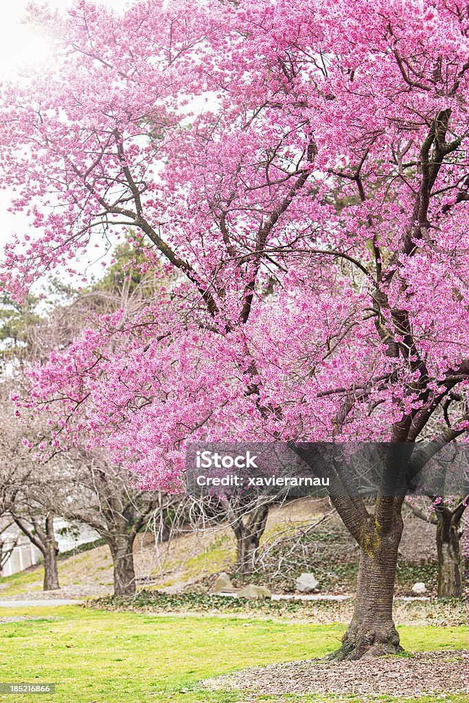 Cherry Tree Cherry Tree in Brooklyn - New York. Brooklyn - New York Stock Photo