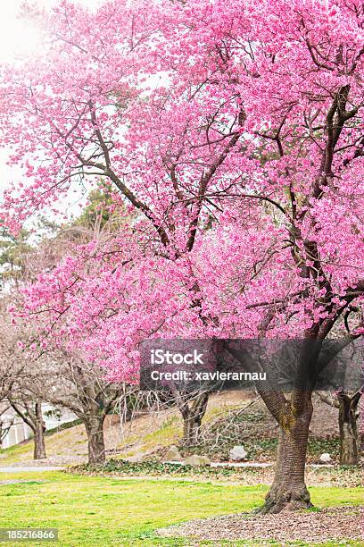 Cherry Tree Stock Photo - Download Image Now - Brooklyn - New York, Cherry Tree, Public Park