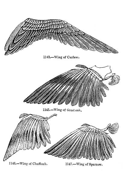 ilustrações de stock, clip art, desenhos animados e ícones de pássaro de asa ilustrações - asa de animal ilustrações
