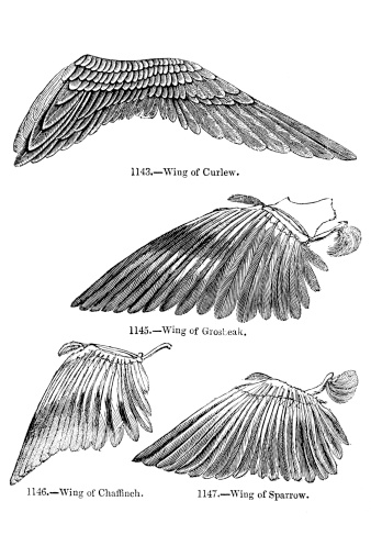 Bird Wing Illustrations19th Century illustration