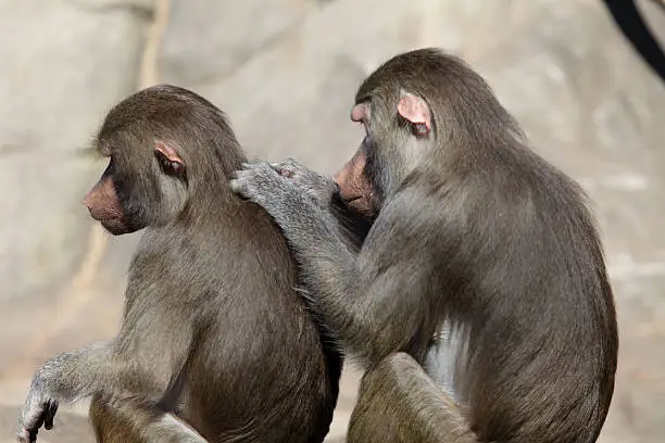 Two baboons delousing each other