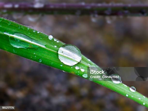 Gotas De Agua Foto de stock y más banco de imágenes de Agua - Agua, Aire libre, Clima tropical