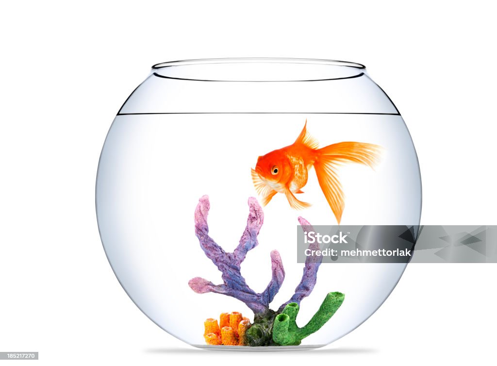 Capacidad de concentración de un pez de acuario - Foto de stock de Acuario - Equipo para animales domésticos libre de derechos