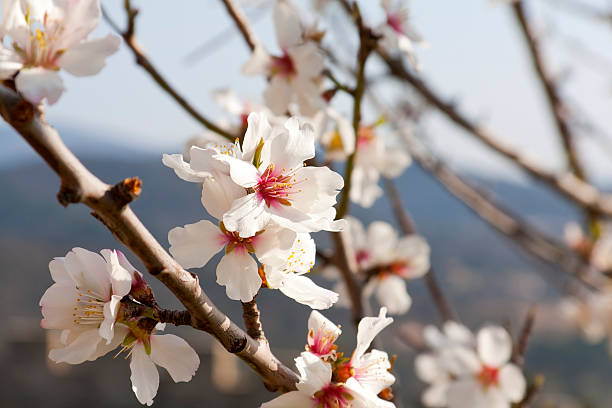 Almond Blossom – Foto