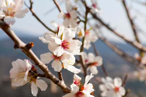 Blooming almond in spring at the French Riviera. Almond trees are typical trees at the French Riviera and Cote dA'Azur.