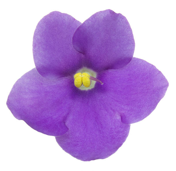 saintpaulia - stamen purple african violet clipping path zdjęcia i obrazy z banku zdjęć