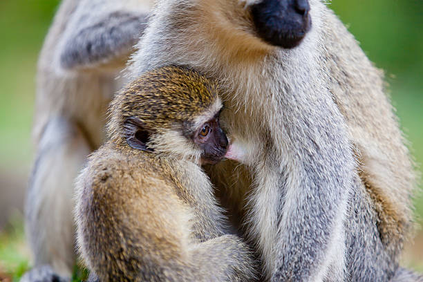 istock Baby Monkey Suckling - family 185217855