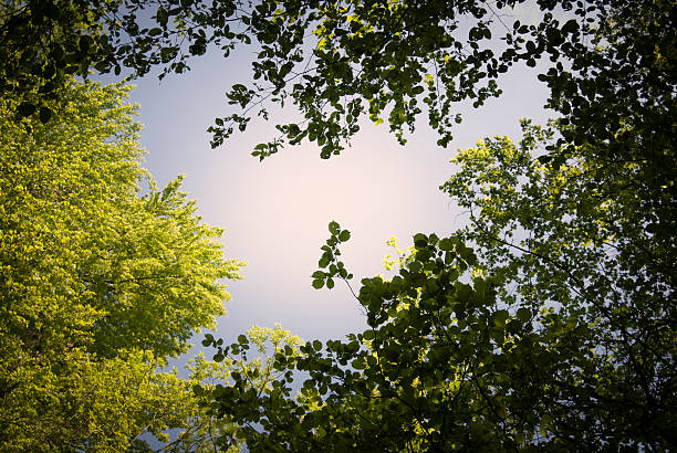 istock Treetop in the forest 185217946