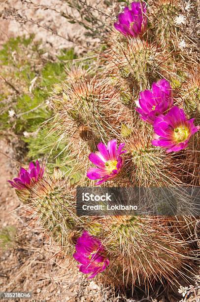 Echinocereus Triglochidiatus Con Fucia Fiori - Fotografie stock e altre immagini di Affilato - Affilato, Arizona, Bellezza naturale