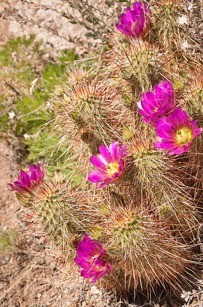 istock Hedgehog Cactus with Fucia Flowers 185218046