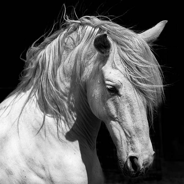 인명별 종마 말 안달루시아 bw 마장마술 - horse stallion andalusia white 뉴스 사진 이미지