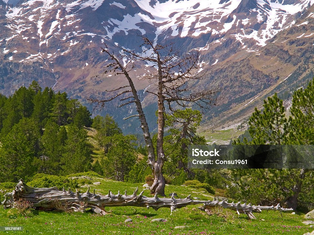 Spring valley - Foto de stock de Aire libre libre de derechos