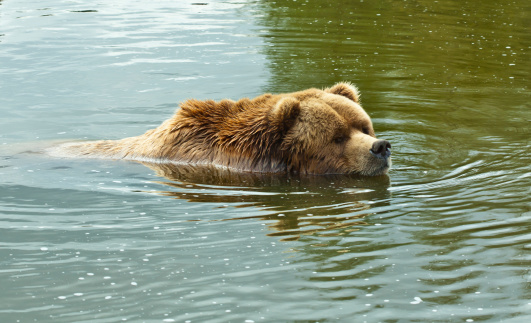 brown bear swimming More animals are in this lightbox: