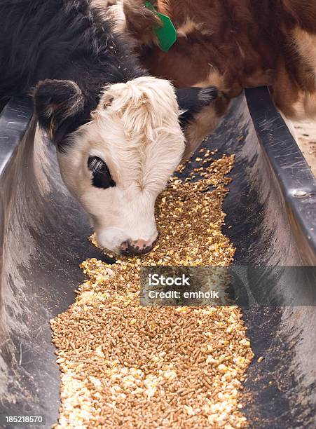 Photo libre de droit de De Veau Pleine Fleur Noir Baldie Manger banque d'images et plus d'images libres de droit de Animaux domestiques - Animaux domestiques, Blanc, Bovin