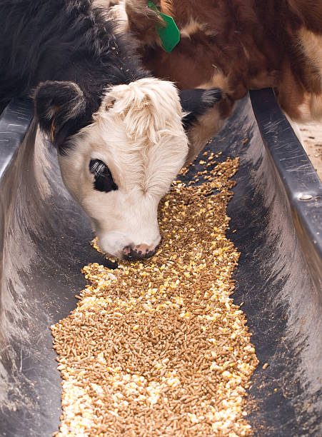 istock Black Baldie Calf Eating Grain 185218570