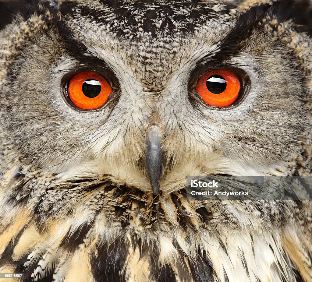 Eagle Owl Nahaufnahme - Lizenzfrei Eule Stock-Foto