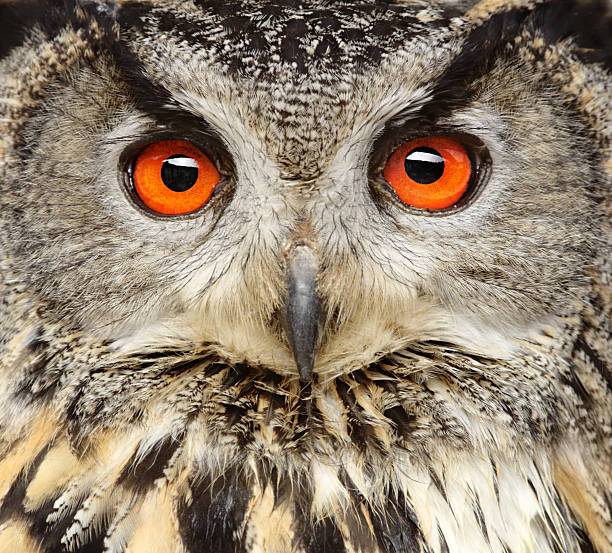 Eagle Owl Close Up Eagle Owl close up. eurasian eagle owl stock pictures, royalty-free photos & images