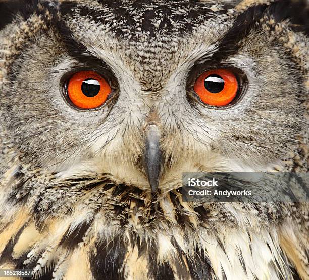 Eagle Owl Крупный План — стоковые фотографии и другие картинки Сова - Сова, Вид спереди, Голова животного