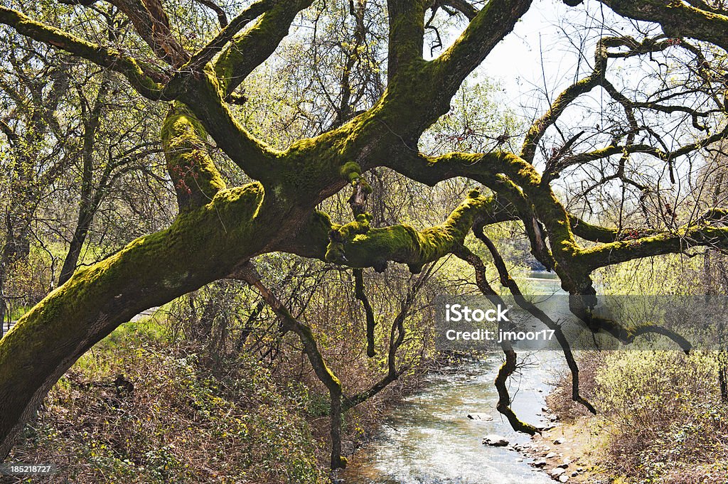 오크 나무 Moss over 크릭 - 로열티 프리 0명 스톡 사진