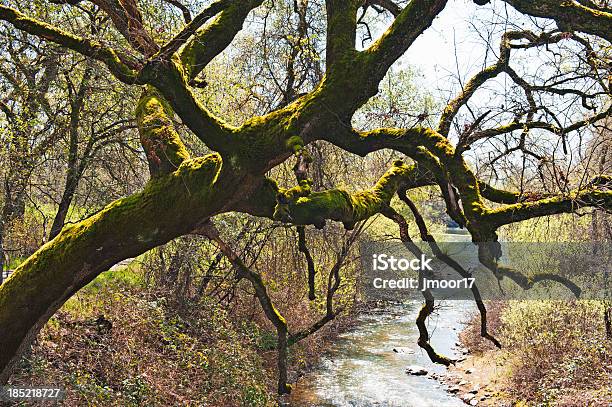 오크 나무 Moss Over 크릭 0명에 대한 스톡 사진 및 기타 이미지 - 0명, 공원, 나무