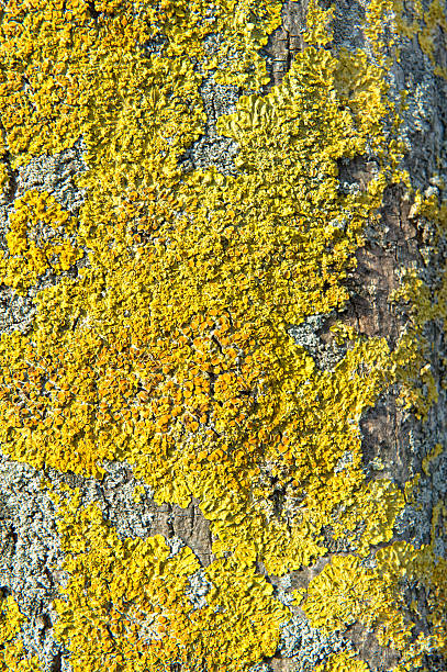 Yellow Xanthoria parietinaPlease see some similar pictures from my portfolio: