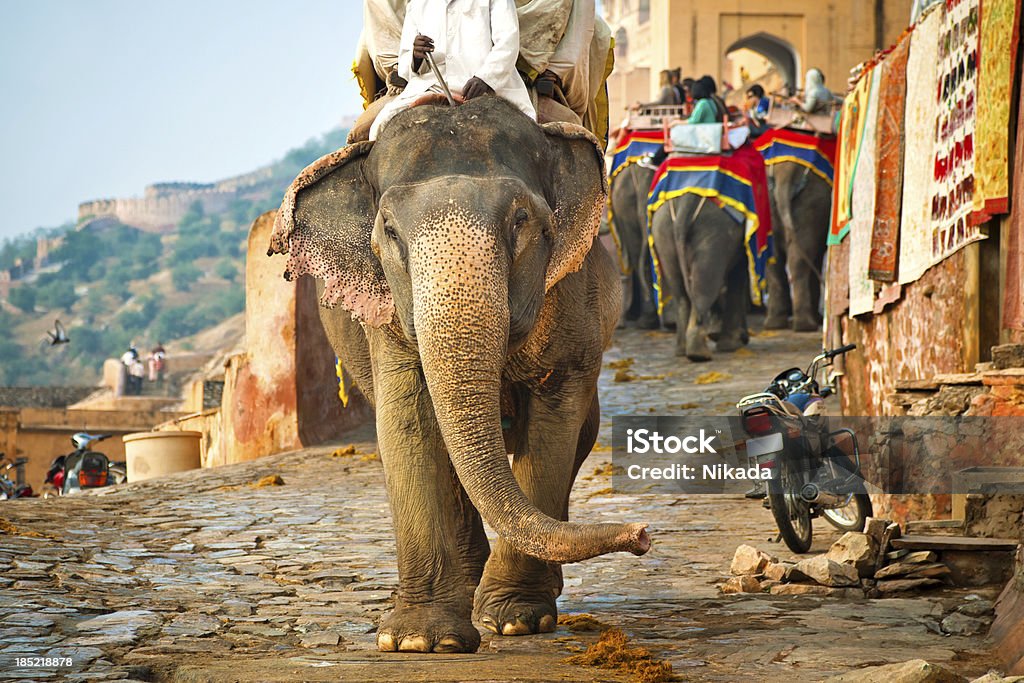 Elefanti in India - Foto stock royalty-free di Jaipur