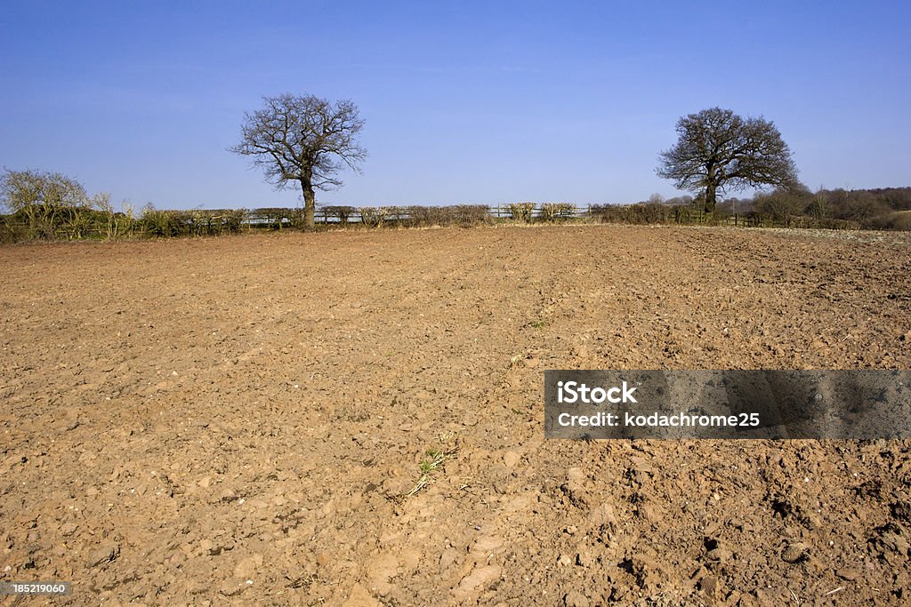 field - Foto de stock de Agricultura royalty-free