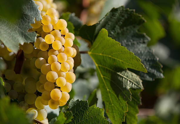 Ripe wine grapes A bunch of ripe Chardonnay white wine grapes on the vine. South African wine region. chardonnay grape stock pictures, royalty-free photos & images