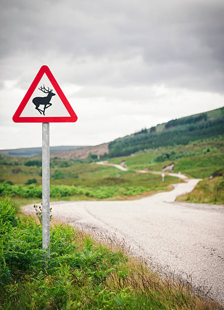 istock Deer Warning Sign on Country Road 185219105