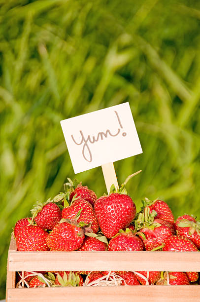istock Freshly harvested organic garden strawberries 185219178