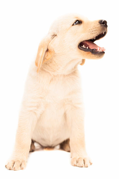 istock Labrador Puppy Sitting Over White Background 185219239