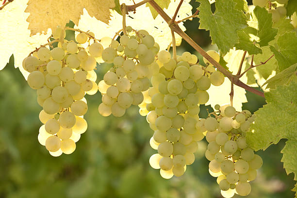 Blanco uvas - foto de stock