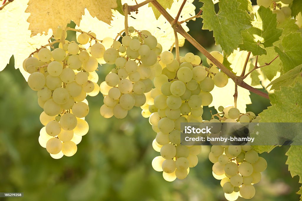 Uva bianca - Foto stock royalty-free di Uva bianca
