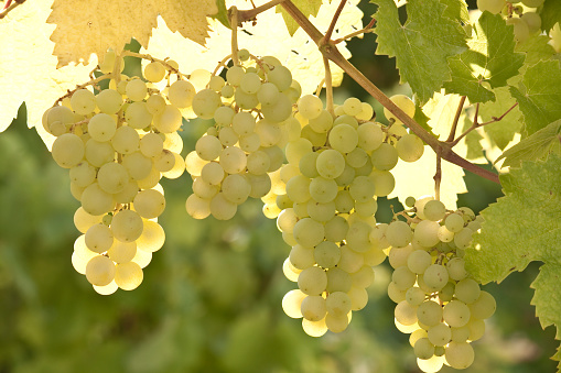White Grapes in Vineyard