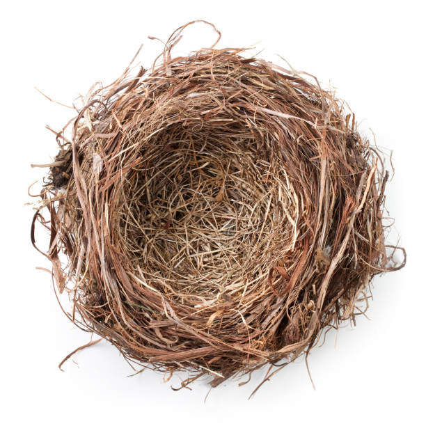 둥지 - animal nest bird birds nest empty 뉴스 사진 이미지