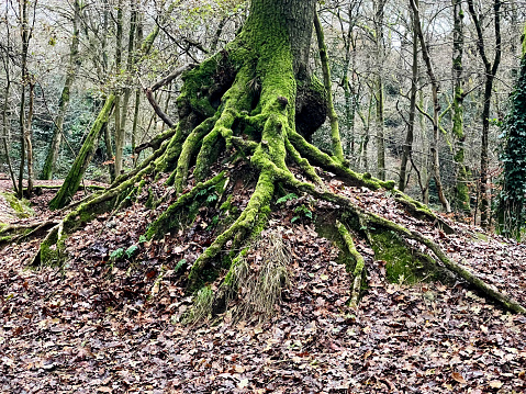 Oak tree with exposed lichen covered roots, Mousehold Heath, Norwich