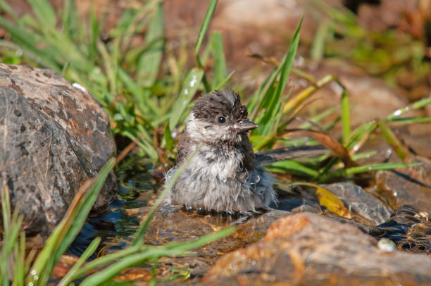 Sombre Tit (Poecile lugubris) bathing in the stream. Blurred and natural background. Small, cute, songbird. Sombre Tit (Poecile lugubris) bathing in the stream. Blurred and natural background. Small, cute, songbird. parus palustris stock pictures, royalty-free photos & images