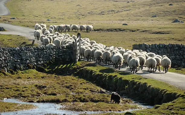 A flock of sheep being driven along a country road in the Yorkshire Dales near Malham - sheepdog in foreground.