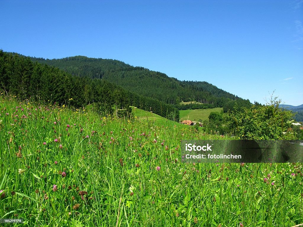 Black Forest in Deutschland - Lizenzfrei Blume Stock-Foto