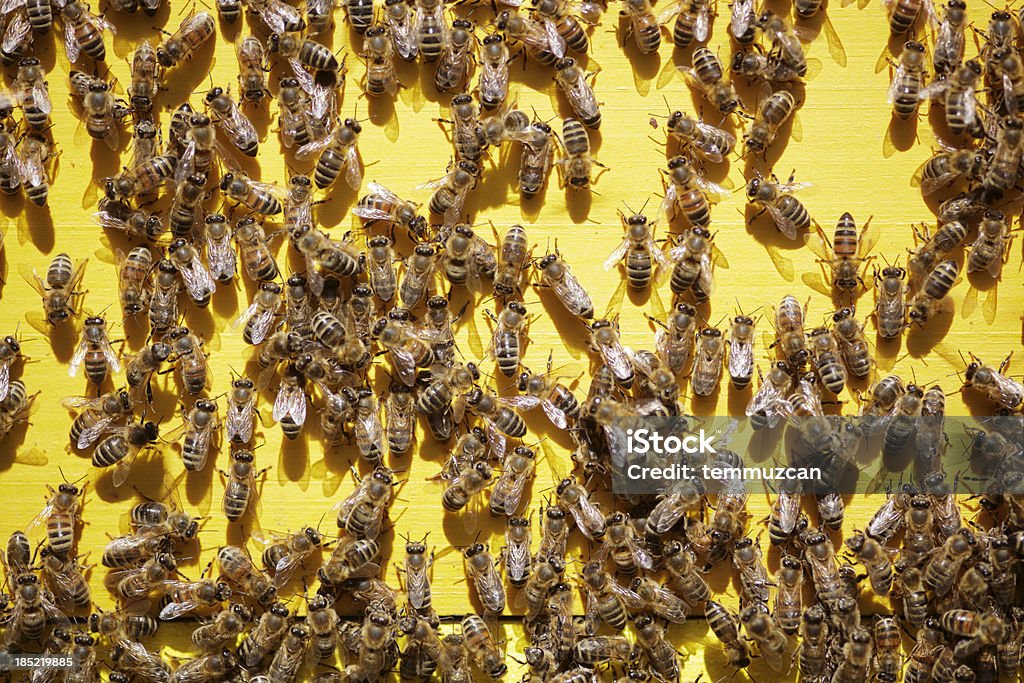 Bees» - Стоковые фото Альтернативная медицина роялти-фри