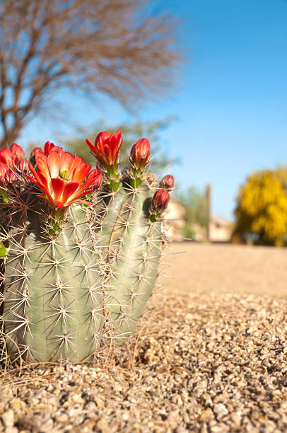 cactus puerco espín cerezos en flor de flor roja - cactus blooming southwest usa flower head fotografías e imágenes de stock