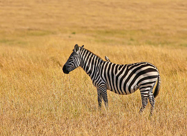 istock Plains/Grant's/Boehm's Zebra, Masai Mara 185220045