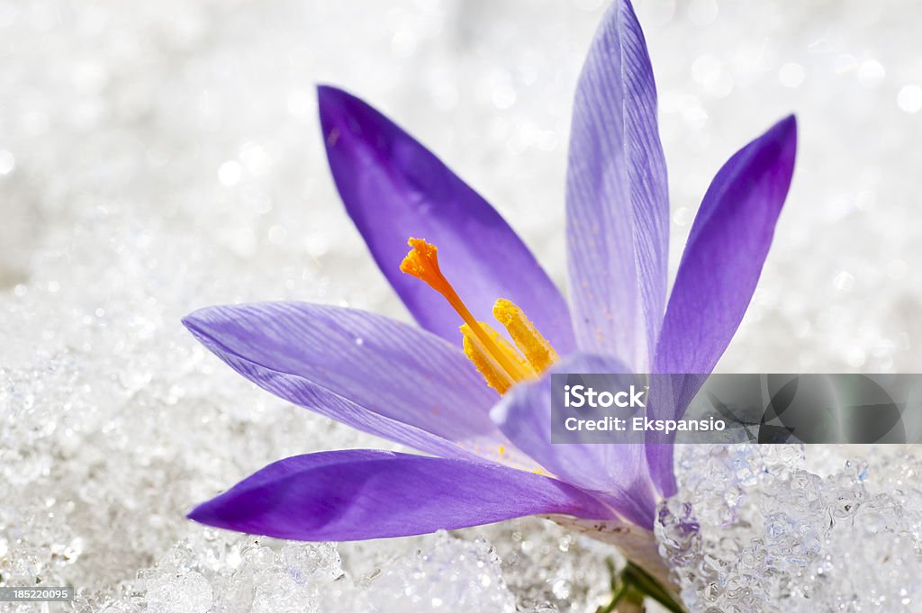 Primer plano de los principios de la primavera azafrán de descongelar hielo y nieve - Foto de stock de Abril libre de derechos