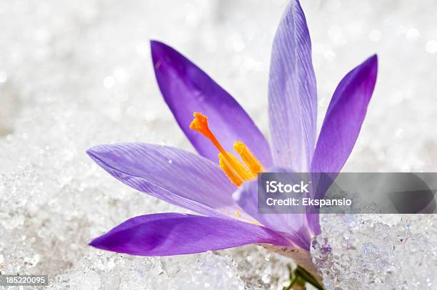 Photo libre de droit de Gros Plan De Crocus De Printemps Précoces Thawing La Neige Et La Glace banque d'images et plus d'images libres de droit de Anémone des prairies