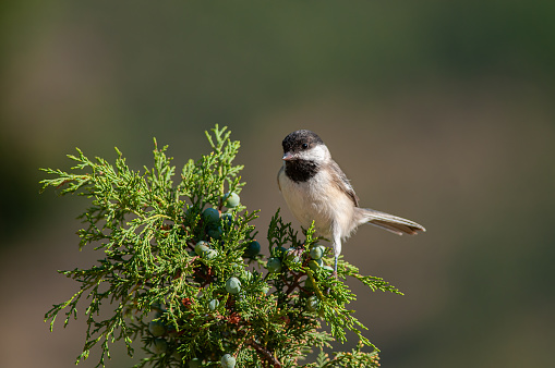 The Great tit bird, Parus major, sits on a branch of a red mountain ash on a frosty winter morning