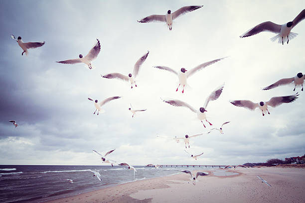 istock Black-headed gulls at the Baltic Sea 185220107