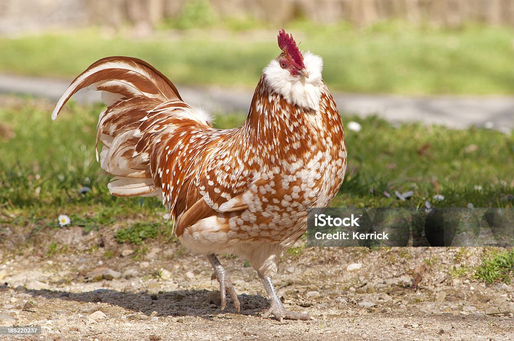 Stolzen Hahn auf Rasse-Wyandotte - Lizenzfrei Braun Stock-Foto